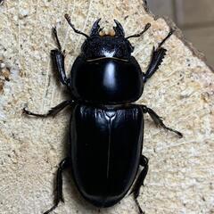 本土　ヒラタクワガタ　ペアの画像