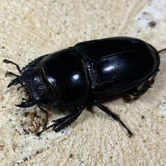 本土　ヒラタクワガタ　ペアの画像