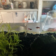 熱帯魚、熱帯魚えさの画像