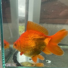 【金魚】ジャンボ獅子頭、まん丸可愛いジャンボ♀の画像
