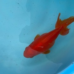 【金魚】ジャンボ獅子頭、まん丸可愛いジャンボ♀の画像