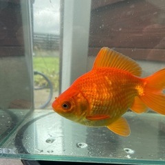 【金魚】ジャンボ獅子頭、まん丸可愛いジャンボ♀の画像