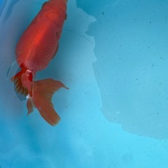 【金魚】ジャンボ獅子頭、まん丸可愛いジャンボ♀の画像
