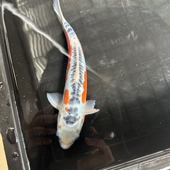 錦鯉③ まとめ買いだとお得‼️の画像
