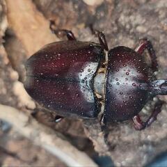 カブトムシの画像