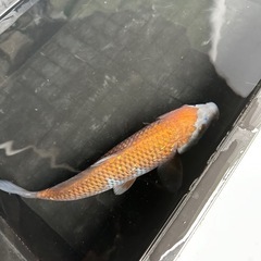 錦鯉③ まとめ買いだとお得‼️の画像
