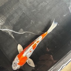 錦鯉③ まとめ買いだとお得‼️の画像