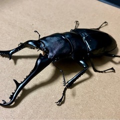 ギラファノコギリクワガタ　112.50.49の画像