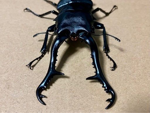 ギラファノコギリクワガタ　112.50.49