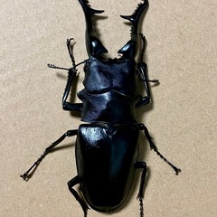 ギラファノコギリクワガタ　112.50.49の画像