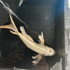ヒレナガ錦鯉④の画像