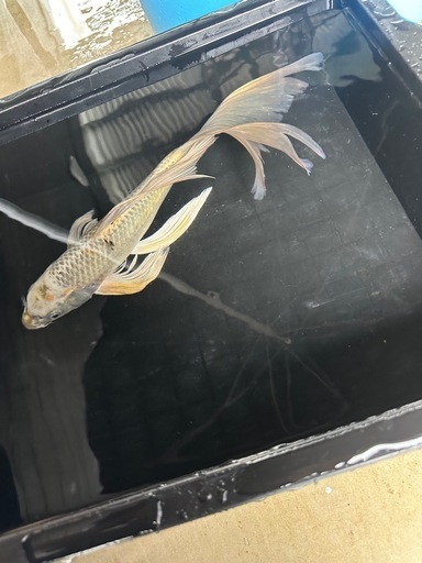 ヒレナガ錦鯉④ ヒレナガ錦鯉④ (elf) 首里のその他の中古あげます・譲ります