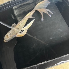 ヒレナガ錦鯉④の画像