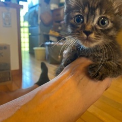 1ヶ月半ほどの子猫2匹　※トライアル決定のため募集中断中