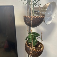 テーブルヤシなど植物　屋内インテリアにの画像