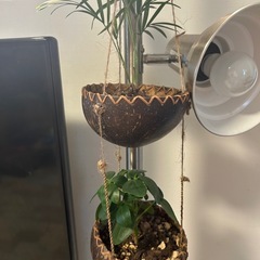 テーブルヤシなど植物　屋内インテリアにの画像