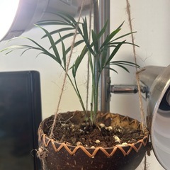 テーブルヤシなど植物　屋内インテリアにの画像