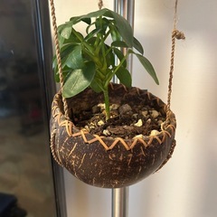 テーブルヤシなど植物　屋内インテリアにの画像