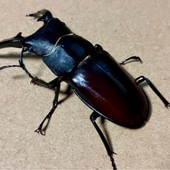 ダビソンフタマタクワガタ　♂♀の画像
