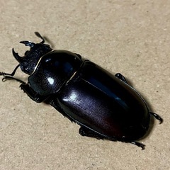 ダビソンフタマタクワガタ　♂♀の画像