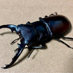 ダビソンフタマタクワガタ　♂♀の画像