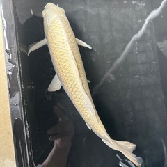 錦鯉⑤の画像