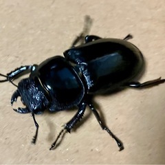 シェンクリングオオクワガタの画像
