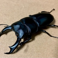 シェンクリングオオクワガタの画像
