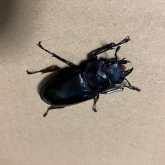 エロンガトゥスフタマタクワガタ　♂♀♀の画像