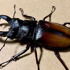 エロンガトゥスフタマタクワガタ　♂♀♀の画像