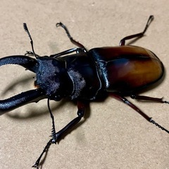エロンガトゥスフタマタクワガタ　♂♀♀の画像
