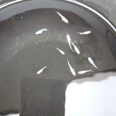 メダカ　ネプチューン　幼魚12匹の画像
