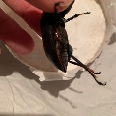 能勢SR血統　オス　単品　訳アリの画像