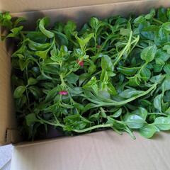 ベビーサンローズ　多肉植物　農薬不使用の画像