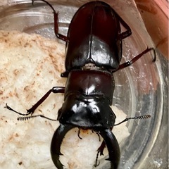マンディブラリスフタマタクワガタ　♂♀♀の画像