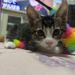 里親募集