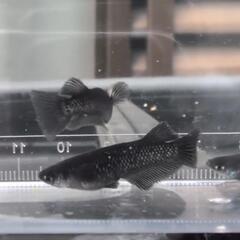 【ミッドナイトフリル漆黒タイプ】1ペア1,000円～／ご希望数OK・まとめ買い歓迎【大分市手渡し】の画像