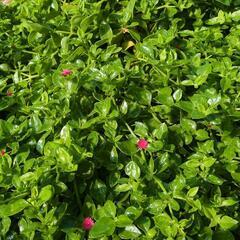 ベビーサンローズ　多肉植物　農薬不使用の画像