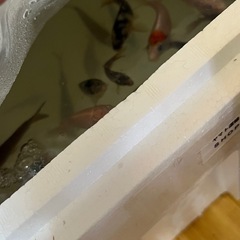 鯉子  今日限定です。
の画像