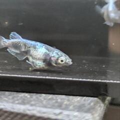 メダカ　めだか　黒衣　オス1・メス2＋オス1の画像