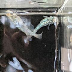 メダカ　めだか　黒衣　オス1・メス2＋オス1の画像