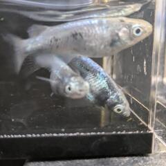 メダカ　めだか　黒衣　オス1・メス2＋オス1の画像