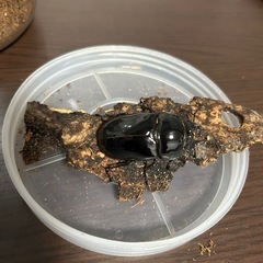 レギウスオオツヤクワガタの画像