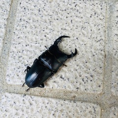 訳あり【2024年羽化能勢YGオオクワガタ♂】57mmの画像