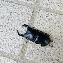 訳あり【2024年羽化能勢YGオオクワガタ♂】57mmの画像
