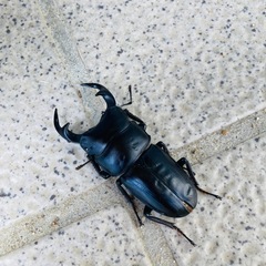 訳あり【2024年羽化能勢YGオオクワガタ♂】57mmの画像