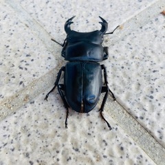 訳あり【2024年羽化能勢YGオオクワガタ♂】57mmの画像