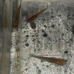 メダカ　　　煌ラメ　　　２ペアの画像