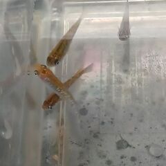 メダカ　　　煌ラメ　　　２ペアの画像