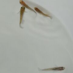 メダカ　　　煌ラメ　　　２ペアの画像